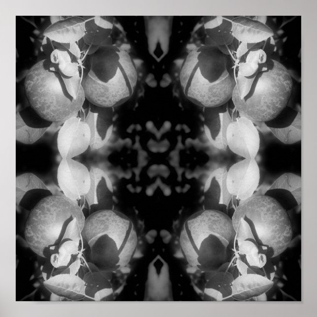 McIntosh-äpplen på Träd Black and White Abstrakt Poster (Framsidan)