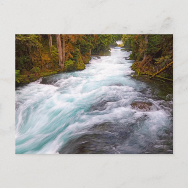 McKenzie River | Oregon Vykort (Framsida)