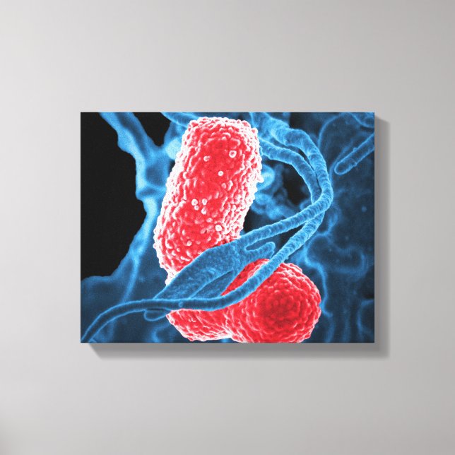 (MDR) Klebsiella pneumoniae abstrakt art biology Canvastryck (Framsida)