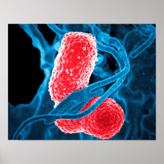 (MDR) Klebsiella pneumoniae abstrakt art biology Poster