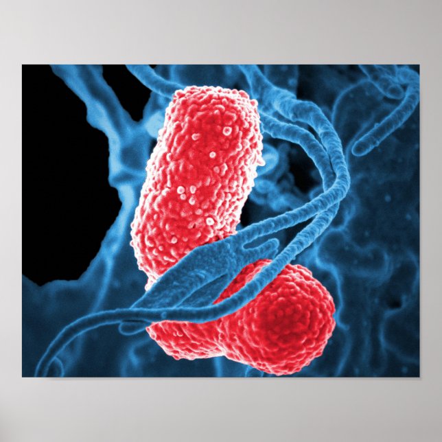 (MDR) Klebsiella pneumoniae abstrakt art biology Poster (Framsidan)