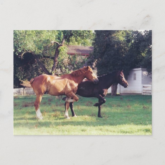 ME & MY SHADOW -vykort Vykort (Framsida)