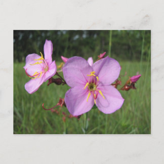 Meadow Beauty-vykort Vykort