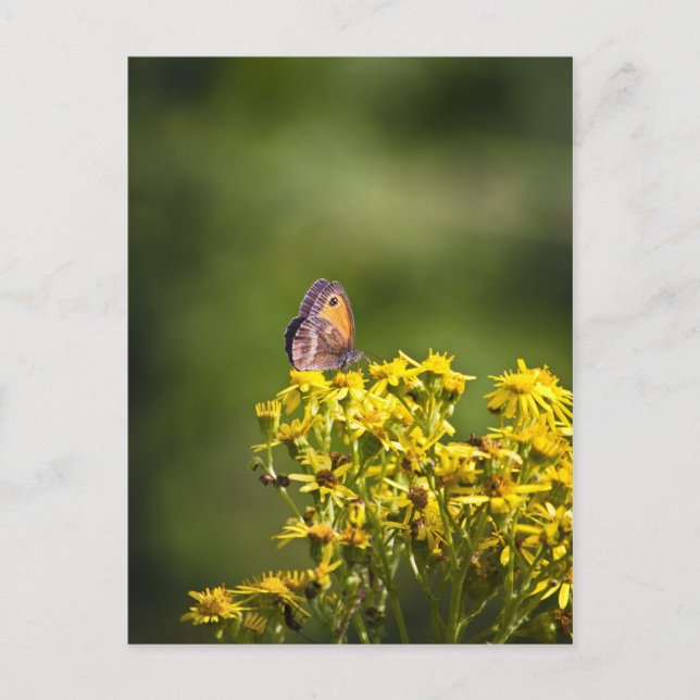Meadow Brown Butterfly på halvmaskblommor Vykort (Framsida)