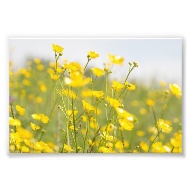 Meadow Buttercups Fototryck (Framsidan)