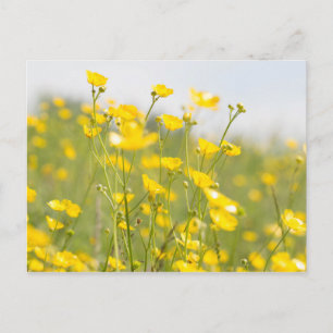 Meadow Buttercups Vykort