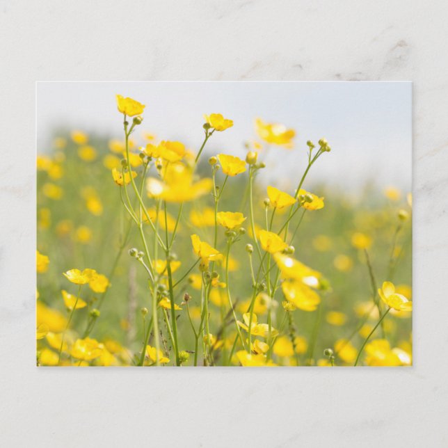 Meadow Buttercups Vykort (Framsida)