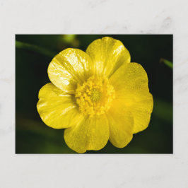 Meadow Butterkon Vykort