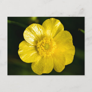Meadow Butterkon Vykort