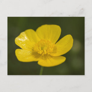 Meadow Butterkon Vykort