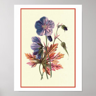 "Meadow Cranesbill" botaniskt illustration Poster