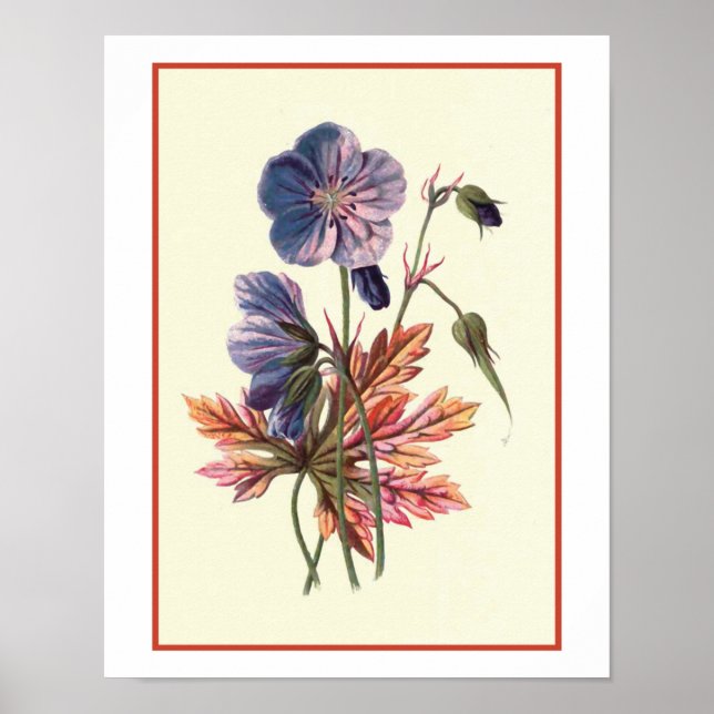 "Meadow Cranesbill" botaniskt illustration Poster (Framsidan)