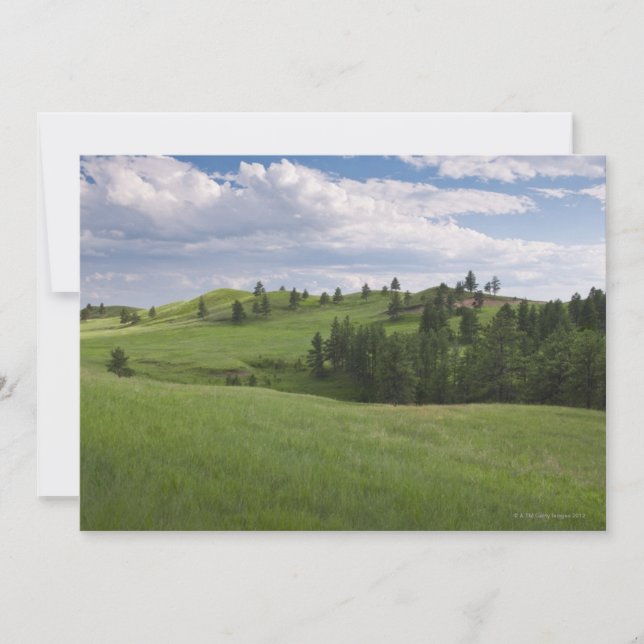 Meadow in Custer State Park (Framsida)