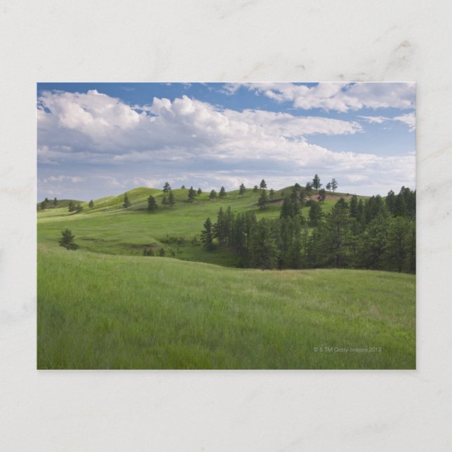 Meadow in Custer State Park Vykort (Framsida)