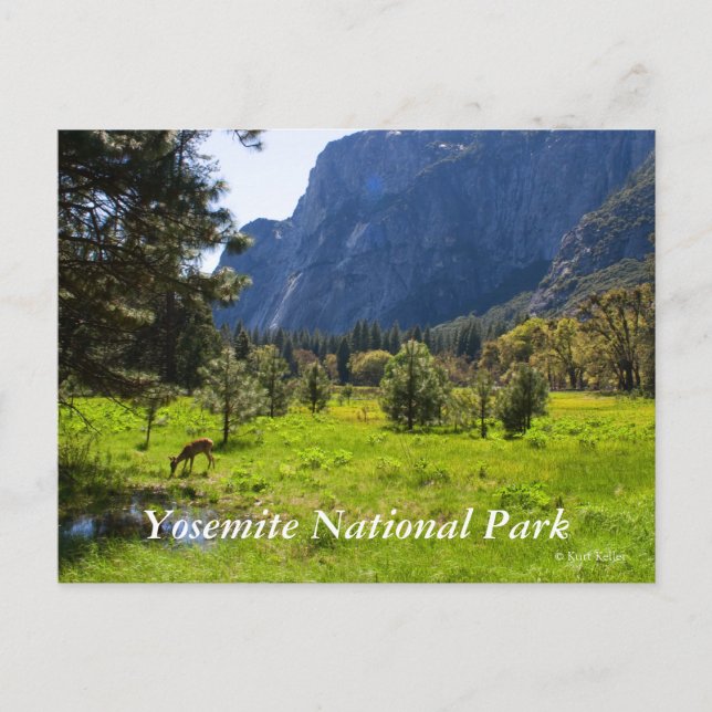 Meadow in Yosemite Postcard Vykort (Framsida)