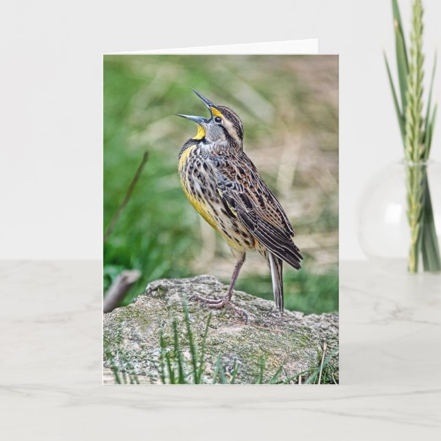 Meadow Larch Greeting Card Kort (Framsida)