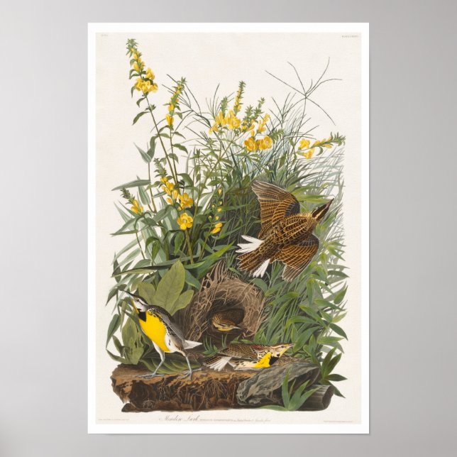 Meadow Lark by Audubon Poster (Framsidan)