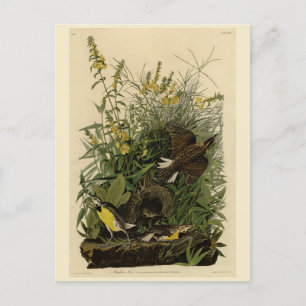 Meadow Lark från Audubon's Birds of America Vykort