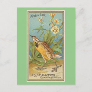 Meadow Lark Vykort