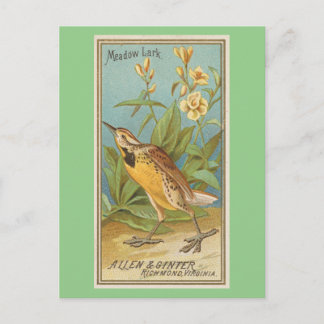Meadow Lark Vykort