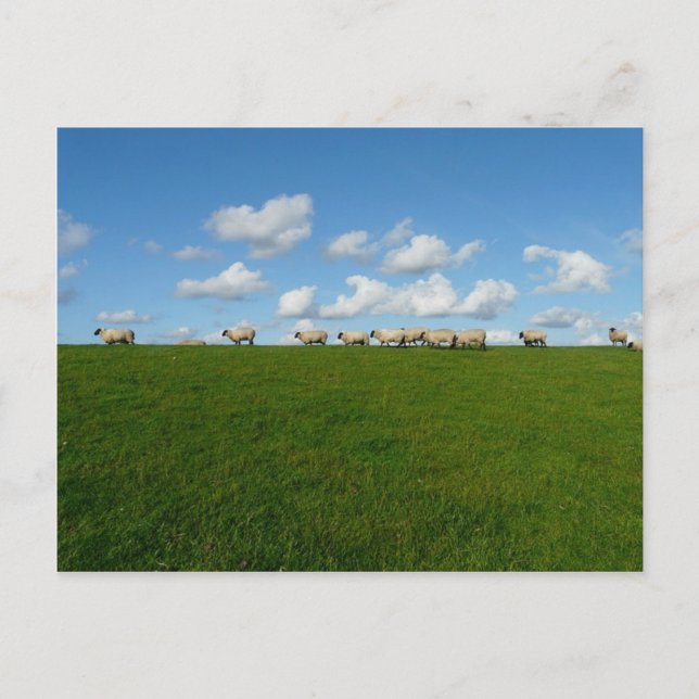 Meadow liggande vykort (Framsida)