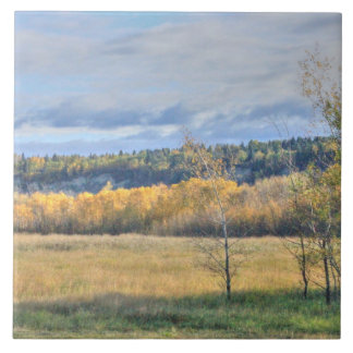 Meadow med Aspen Kakelplatta