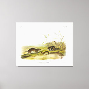 Meadow-Mouse, Taiga Vole av Audubon Canvastryck