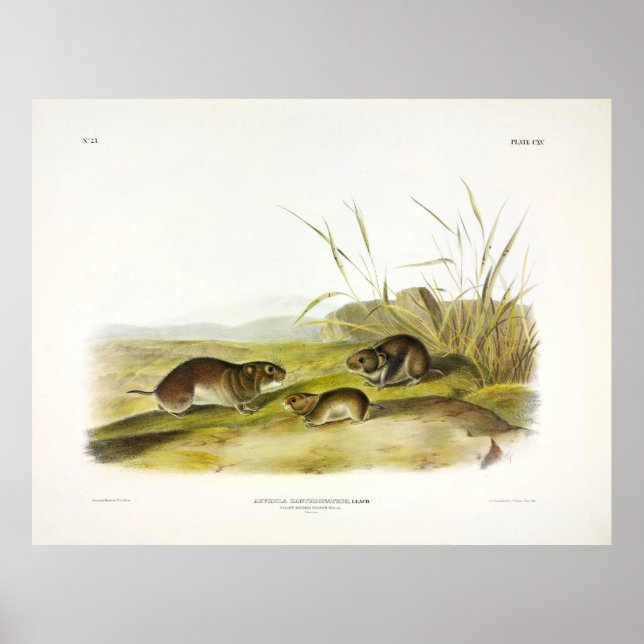 Meadow-Mouse, Taiga Vole av Audubon Poster (Framsidan)