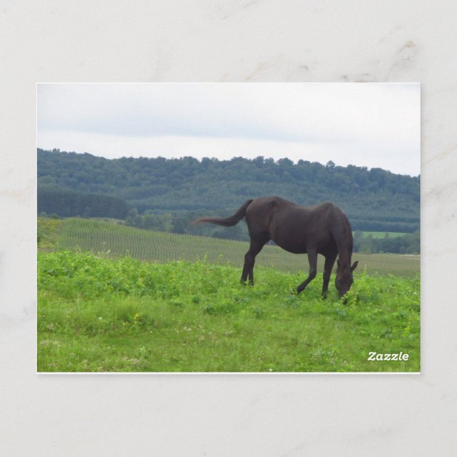 Meadow of Kärlek Vykort (Baksida)