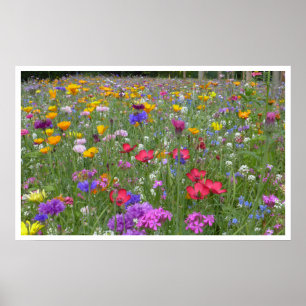 Meadow of Wildblommor Poster