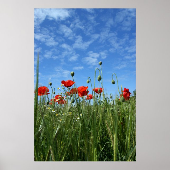 Meadow Poster (Framsidan)