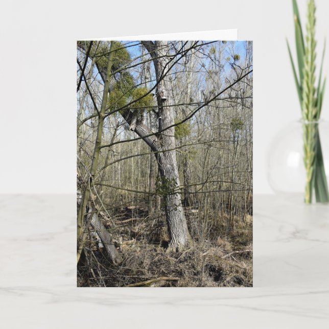 Meadowlands natur kort (Framsida)