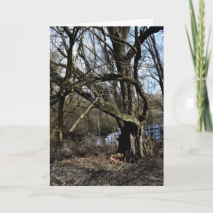 Meadowlands natur kort