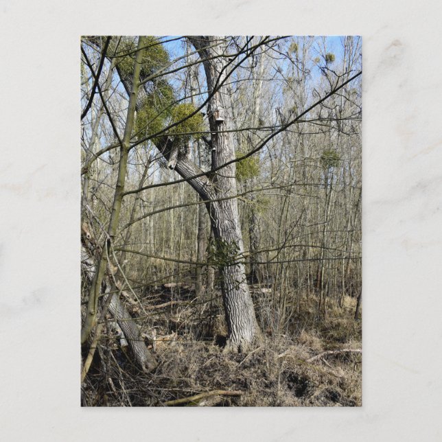 Meadowlands natur vykort (Framsida)