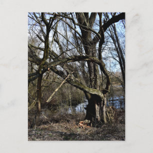 Meadowlands natur vykort