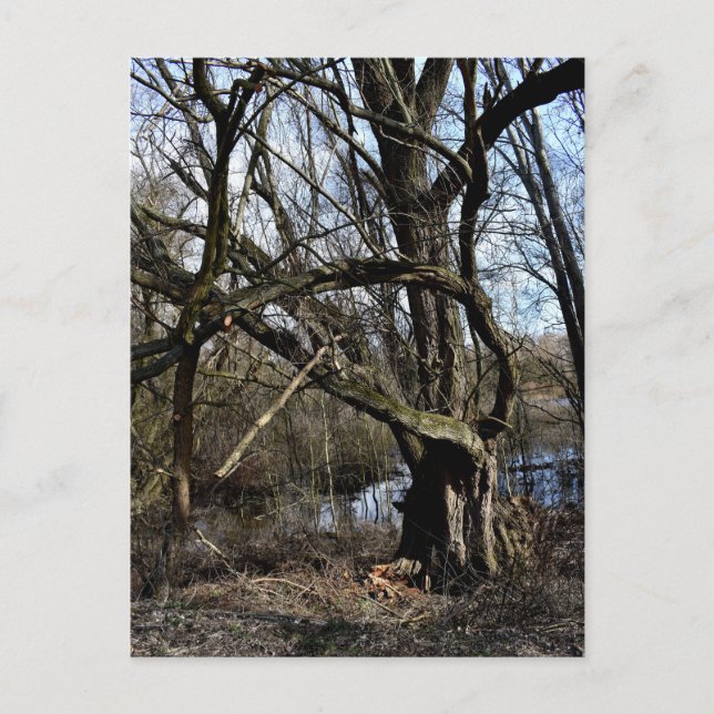 Meadowlands natur vykort (Framsida)