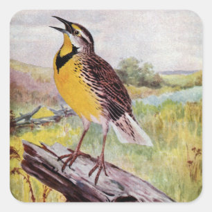 Meadowlark på en gren fyrkantigt klistermärke