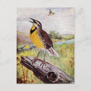 Meadowlark på Gren Vykort