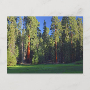Meadows Sequoia Vykort