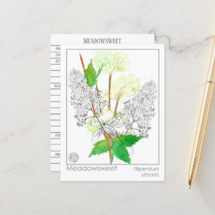 MeadowSöt Herb Materia Medica Knowledge Card Vykort