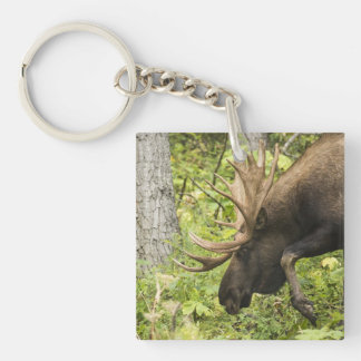 Meandering Moose
