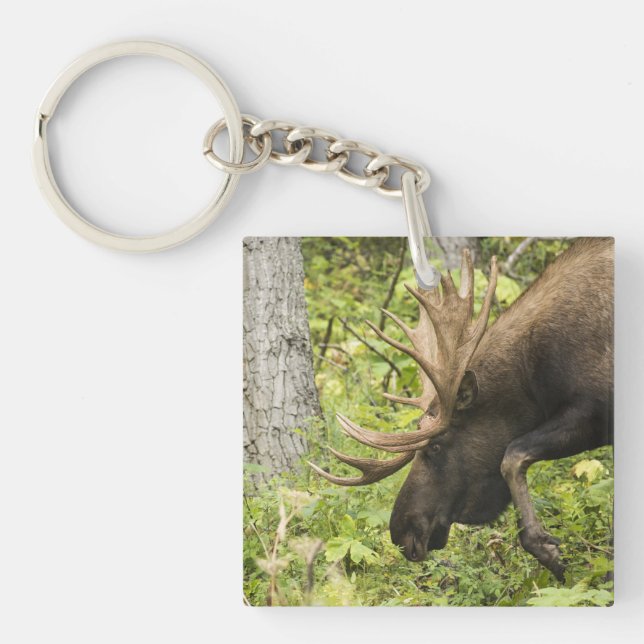 Meandering Moose (Framsidan)