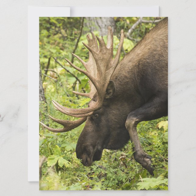 Meandering Moose (Framsida)