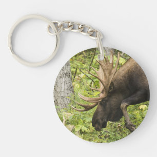 Meandering Moose