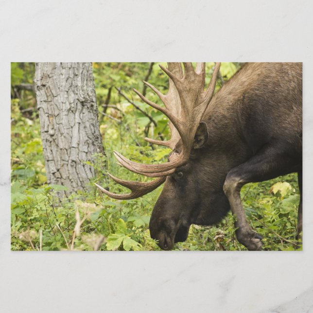 Meandering Moose Brevpapper (Framsida)