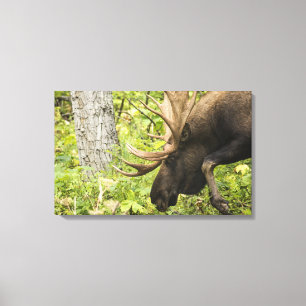 Meandering Moose Canvastryck