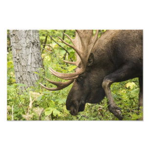 Meandering Moose Fototryck