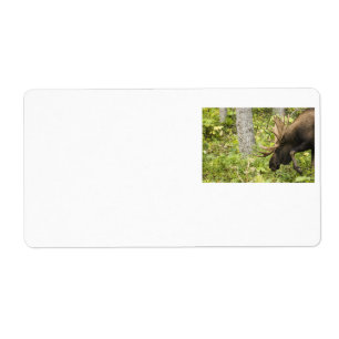 Meandering Moose Fraktsedel