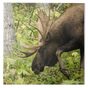 Meandering Moose Kakelplatta