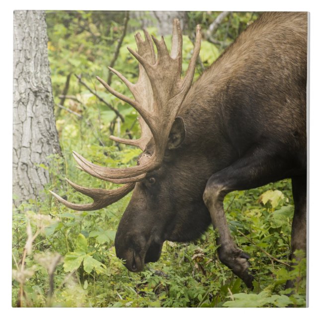 Meandering Moose Kakelplatta (Framsidan)